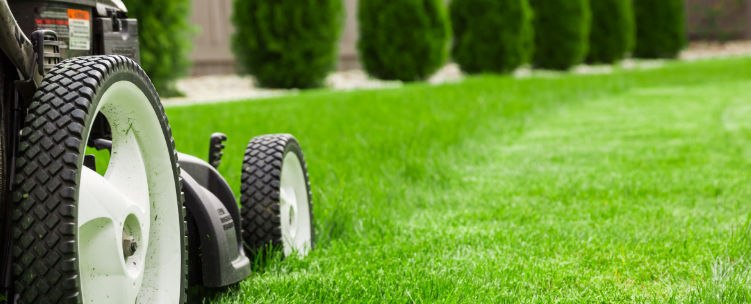 Tips to Grown the Perfect Lawn