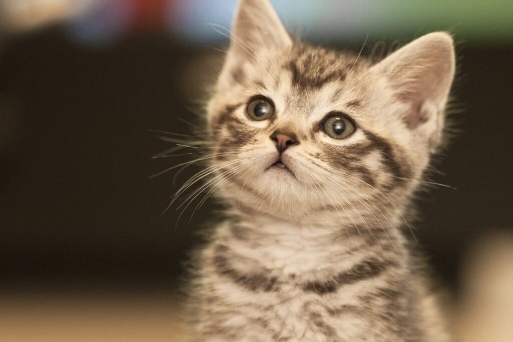 Chat regardant quelque chose