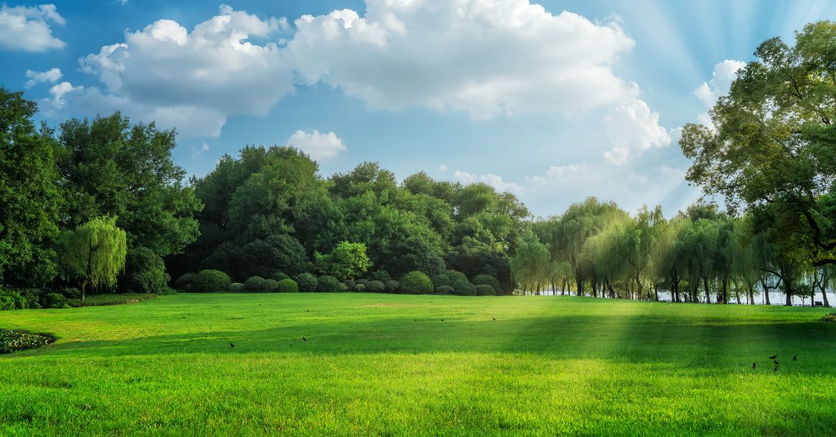 Lush green grass and trees in a sunlit field, with warm sunbeams filtering through the foliage.