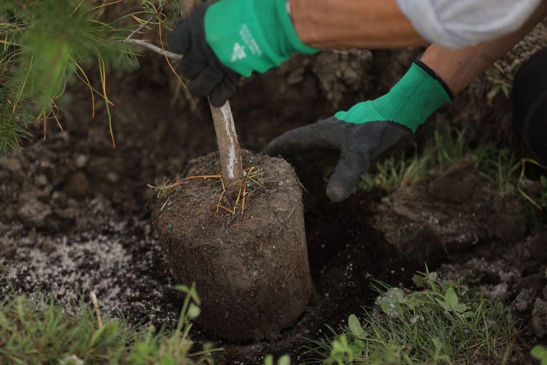 A person wearing gloves is planting a young tree in the soil, demonstrating environmental stewardship and gardening skills.