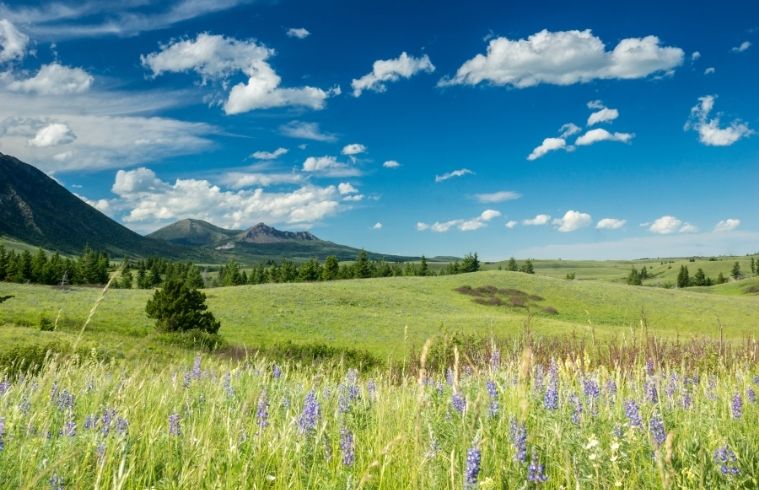 A vibrant meadow filled with various wildflowers in full bloom under a clear blue sky.